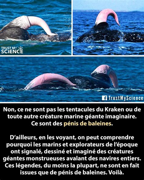 penis de baleine bleu|Sexualité des animaux : le pénis, une question de taille